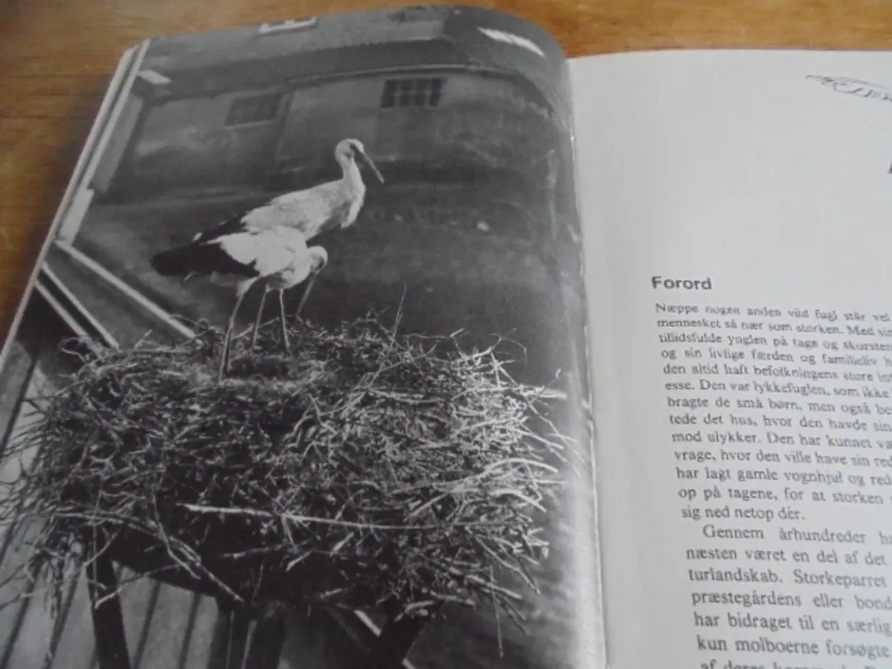 Billede 2 - Storken – se fotos og omtale  