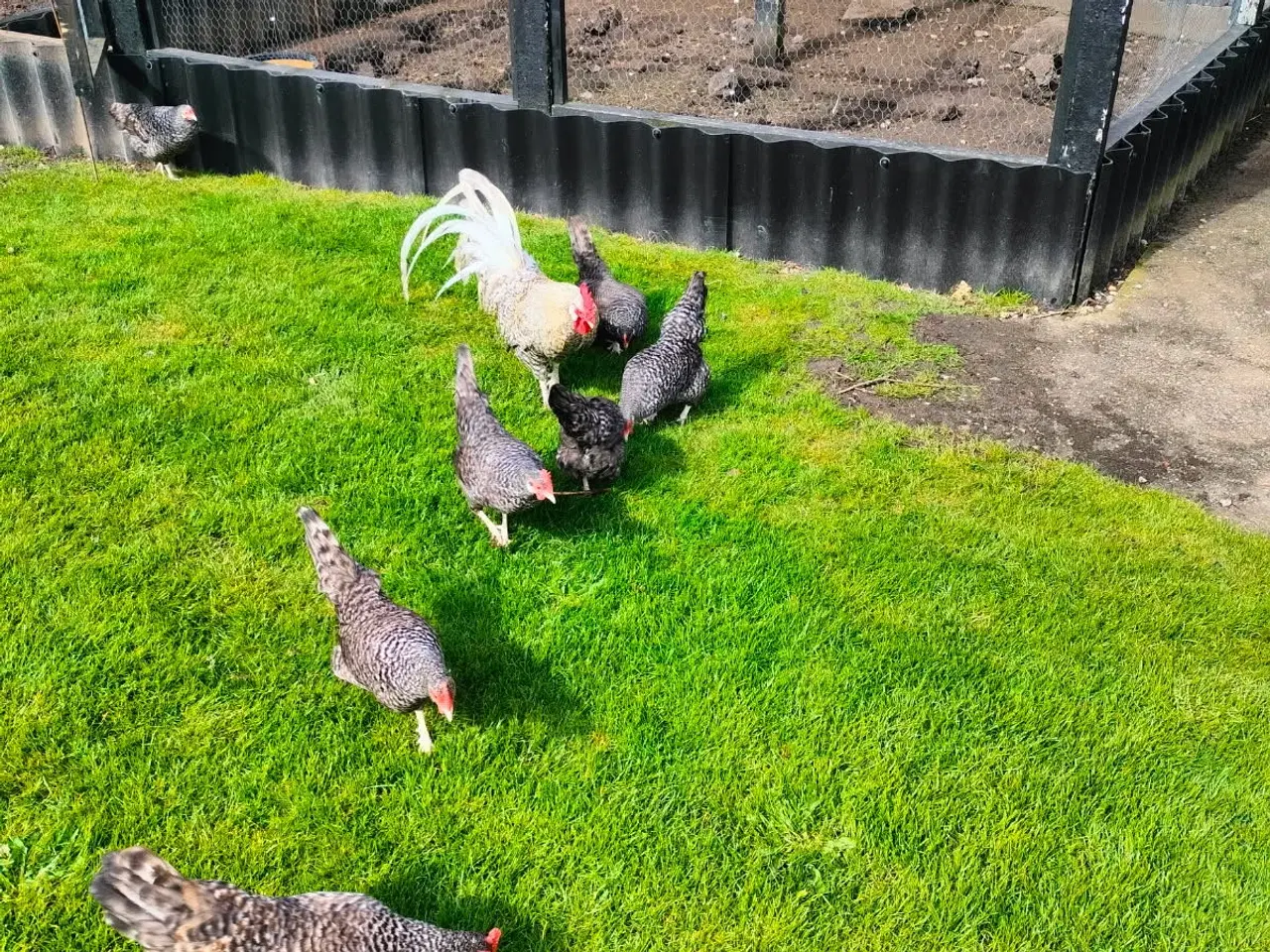 Billede 1 - Gråtavlede danske landhøns.
