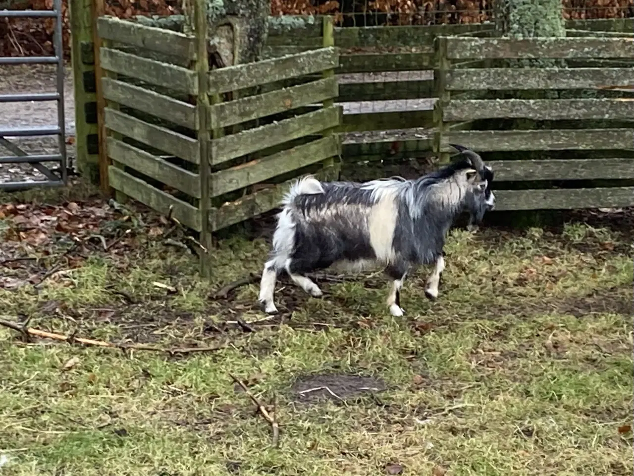 Billede 3 - Dværg gedebuk sælges
