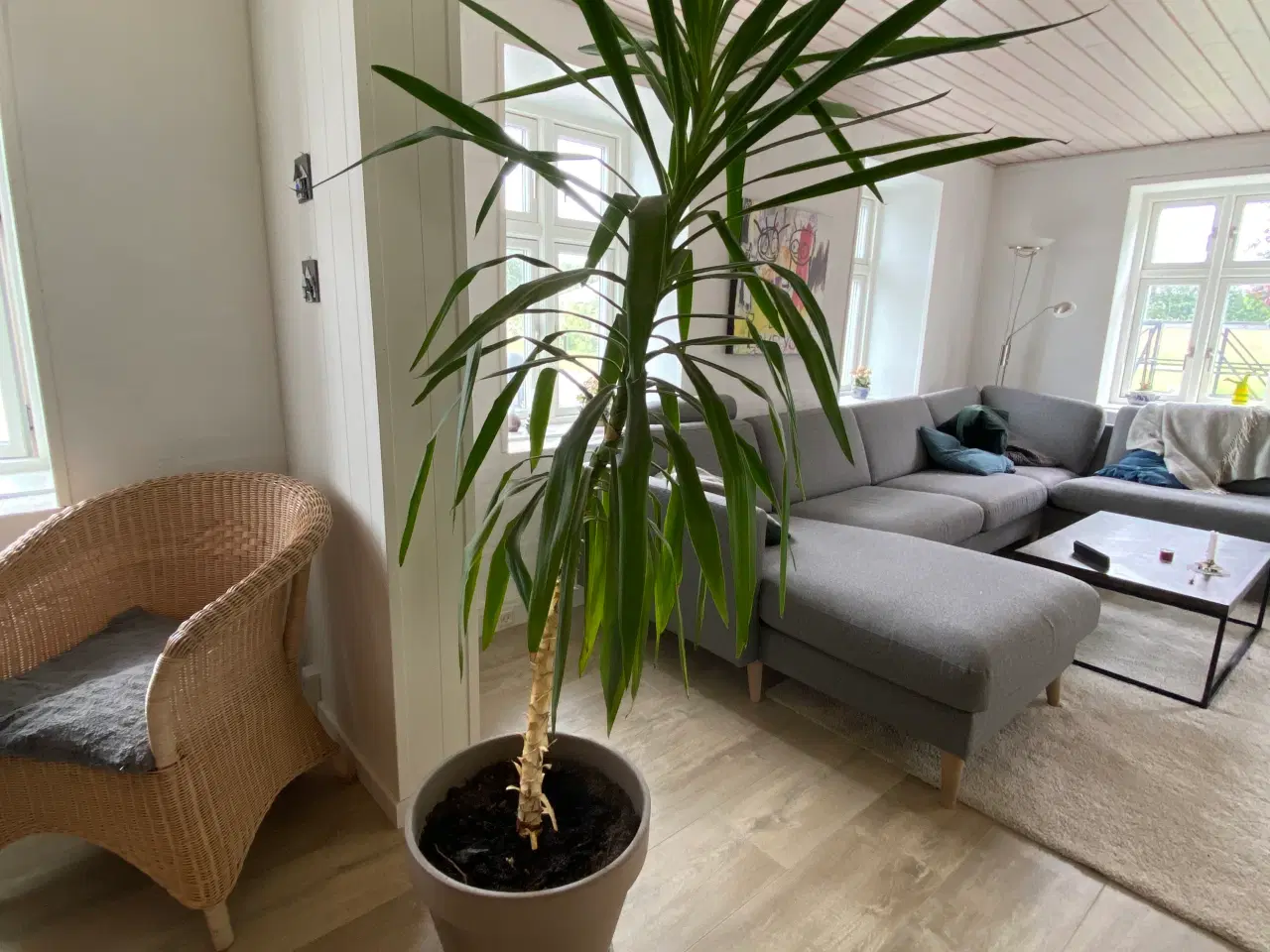 Billede 1 - Stueplante dracaena