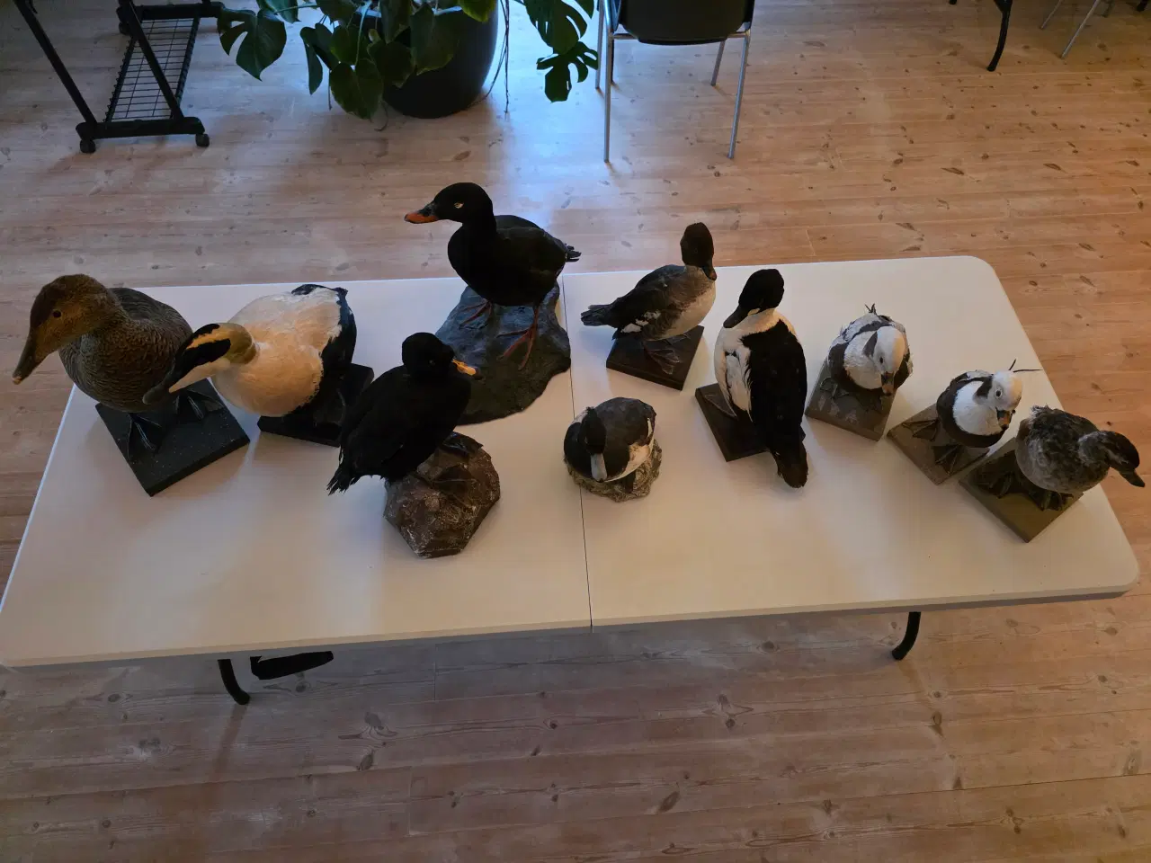 Billede 1 - Dykænder sælges enten samlet eller hver for sig