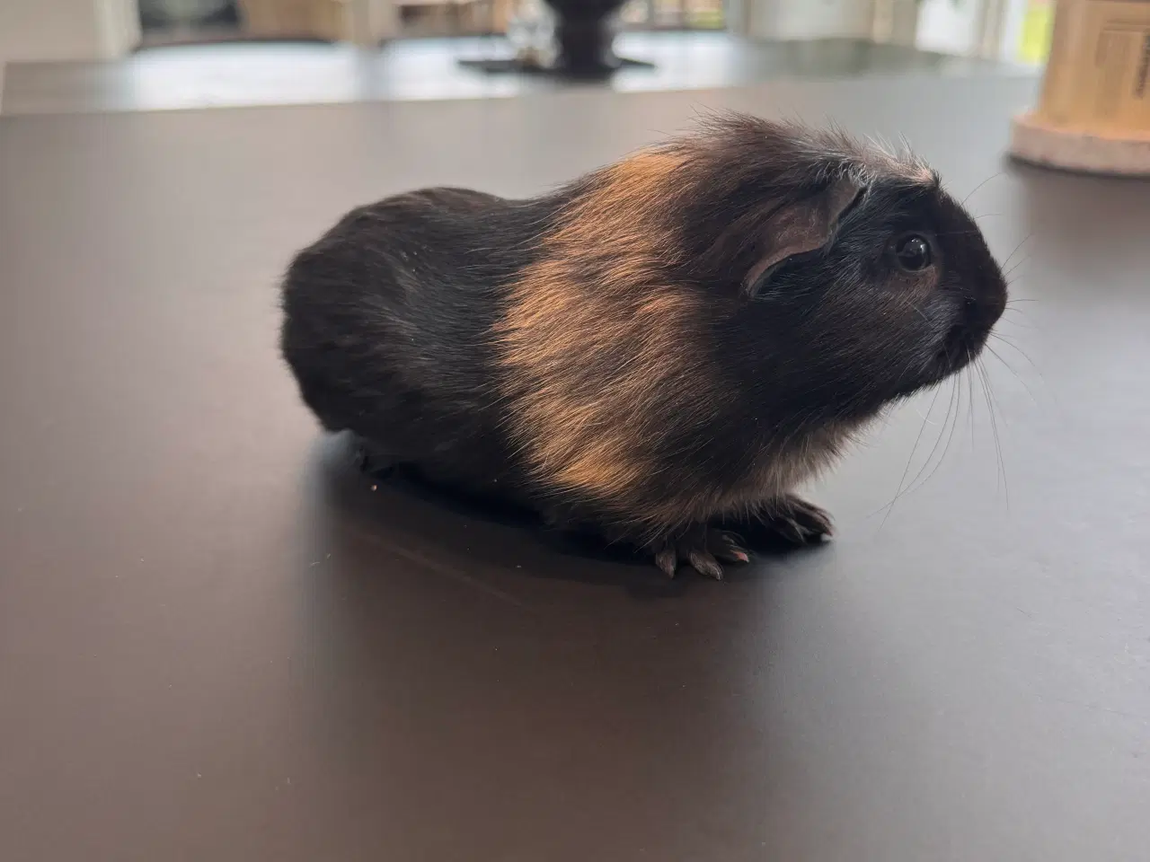 Billede 19 - Marsvin unger, 10 stk blandet