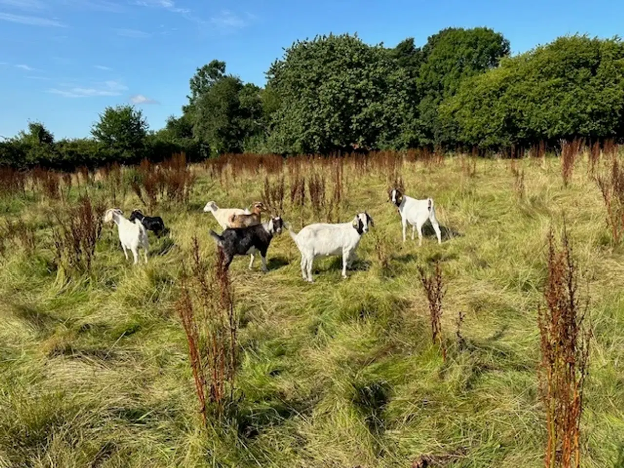 Billede 1 - geder gimmer