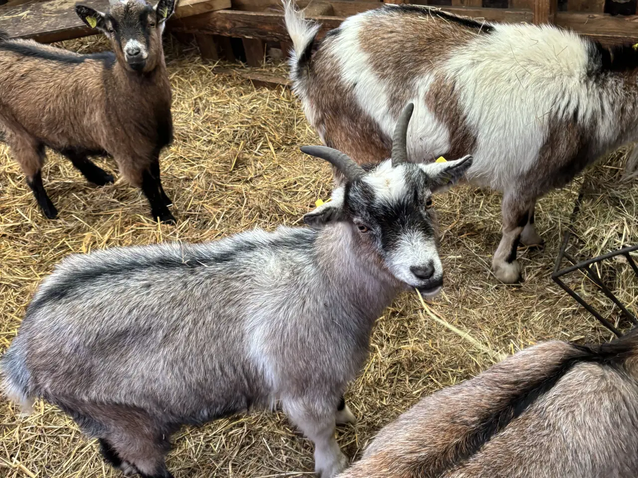 Billede 1 - Fire søde geder