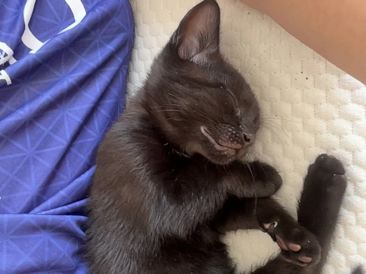 Billede 1 - Jeg skal sælge min kat da jeg ikk kan ha den mere