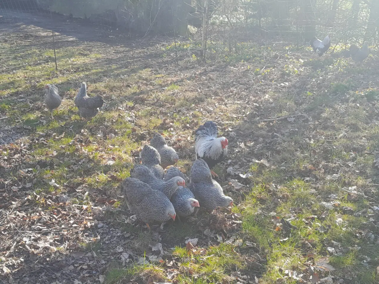 Billede 3 - rugeæg/kyllinger 