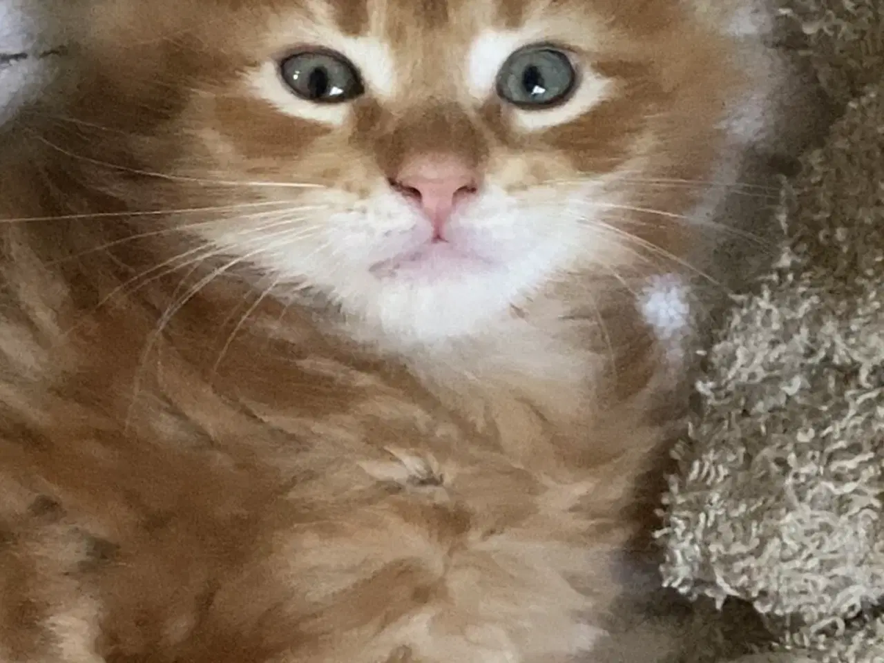 Billede 5 - Maine coon killinger  