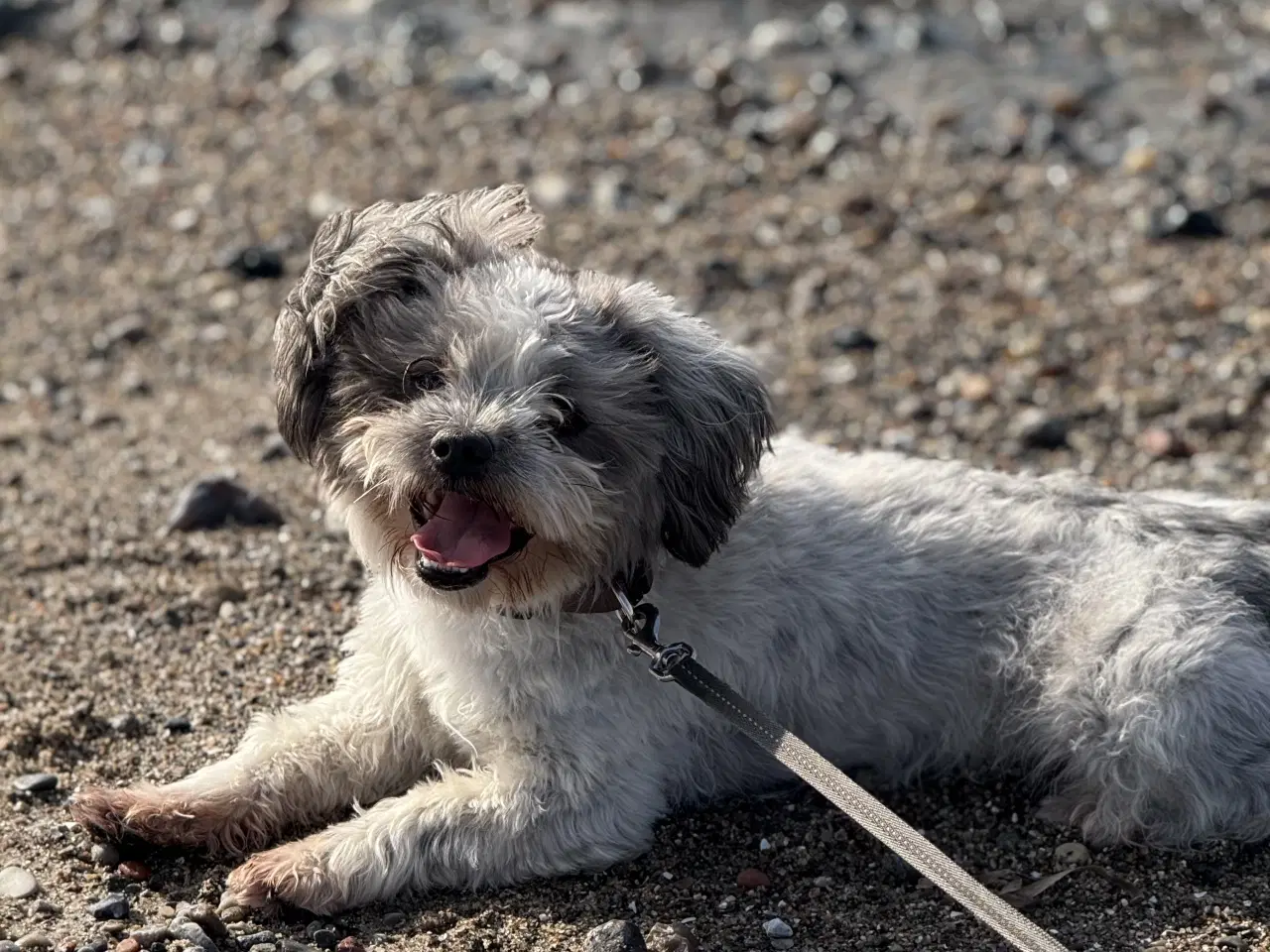 Billede 3 - Skøn havanaiser 