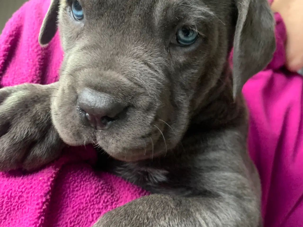 Billede 10 - Cane Corso Italiano hvalpe 