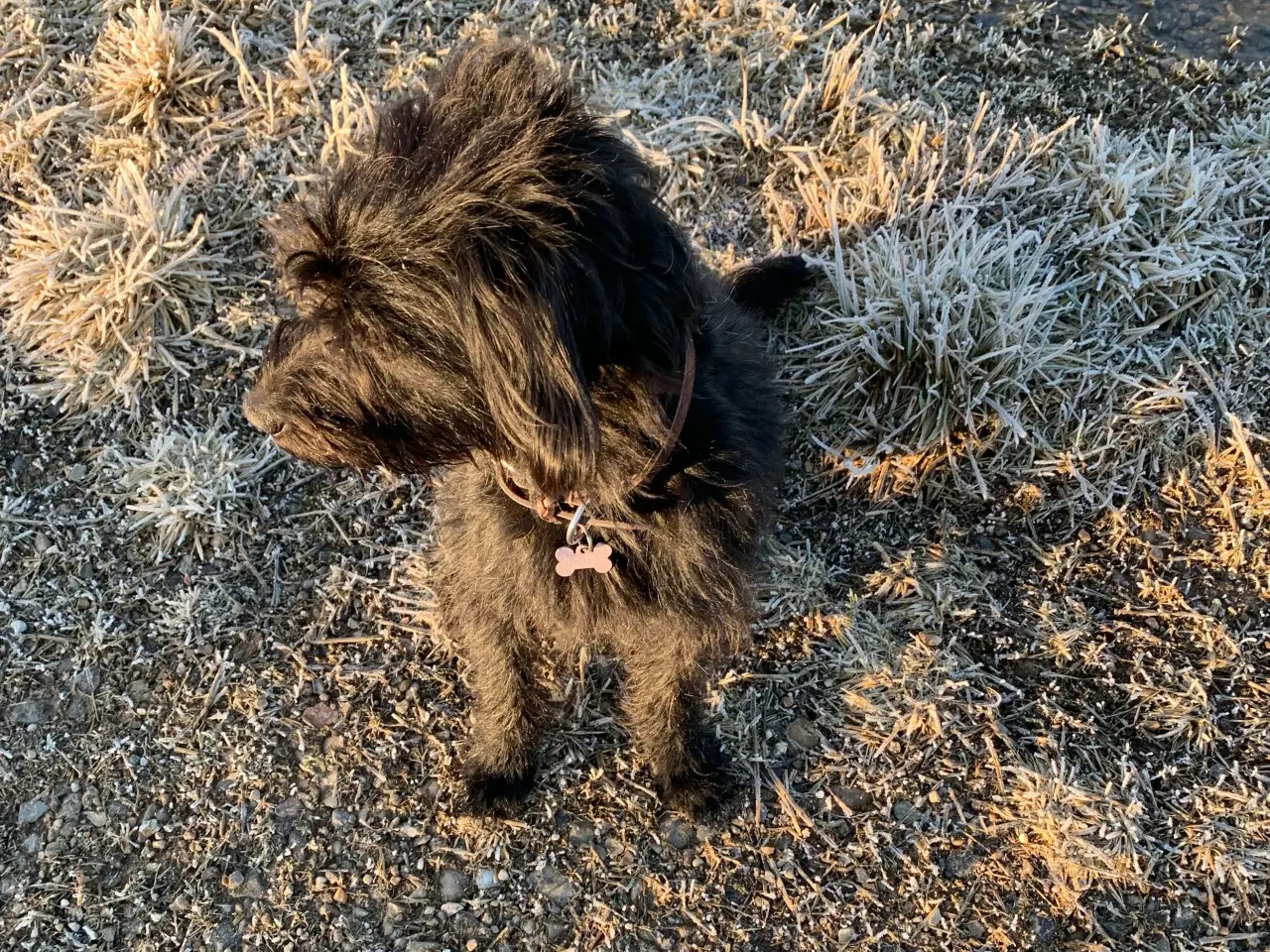 Billede 7 - Toy Cockapoo Doodle / Labradoodle