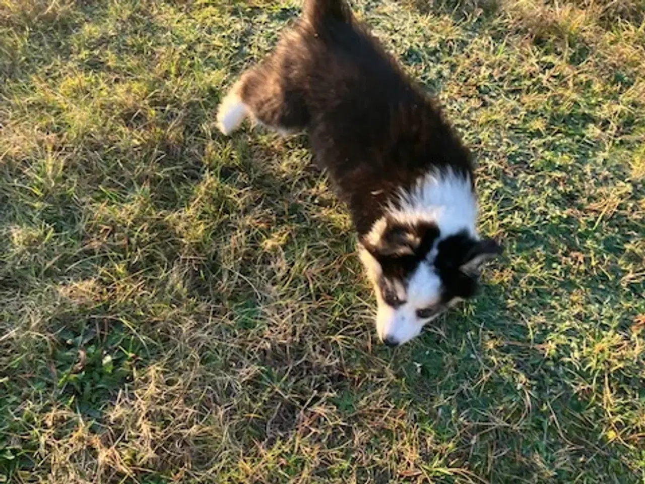 Billede 3 - Vera - Pragtfuld Australian Shepherd Hvalp