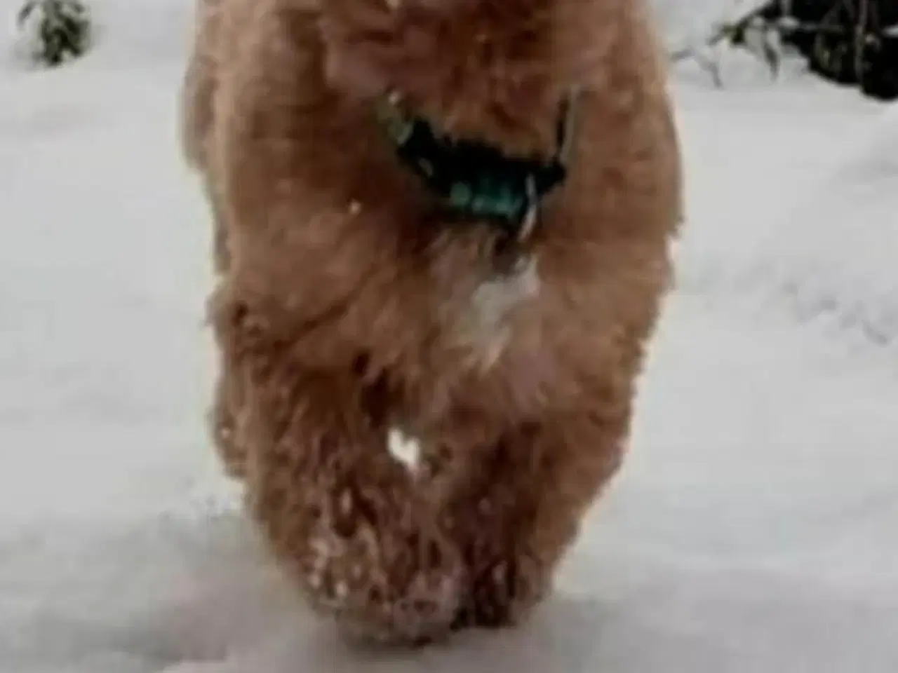 Billede 9 - Shih-tzu / Bichon Havanaise