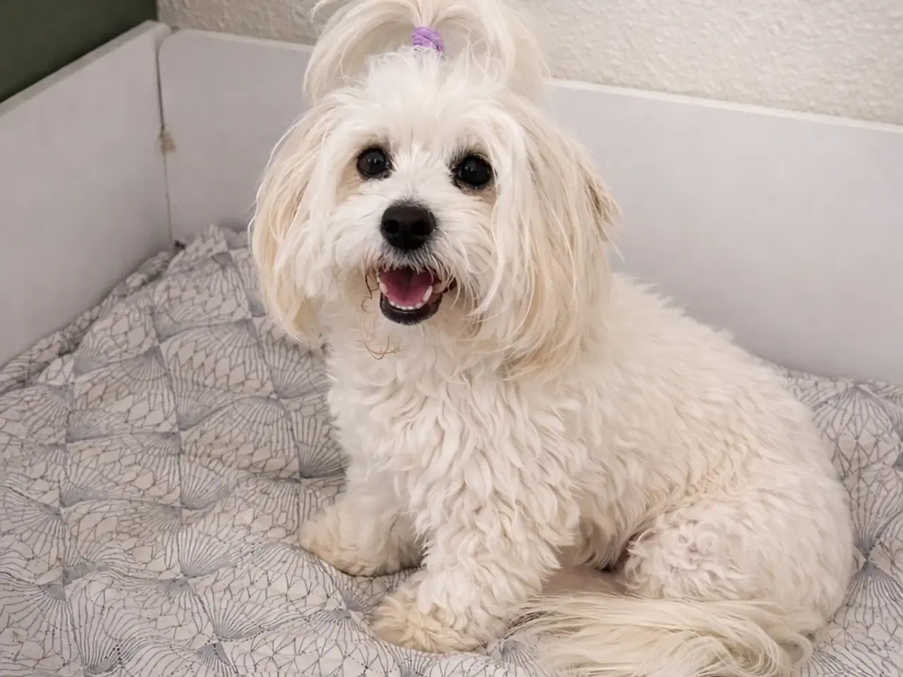 Billede 1 - Coton de tulear hvalpe (bomuldshunde)