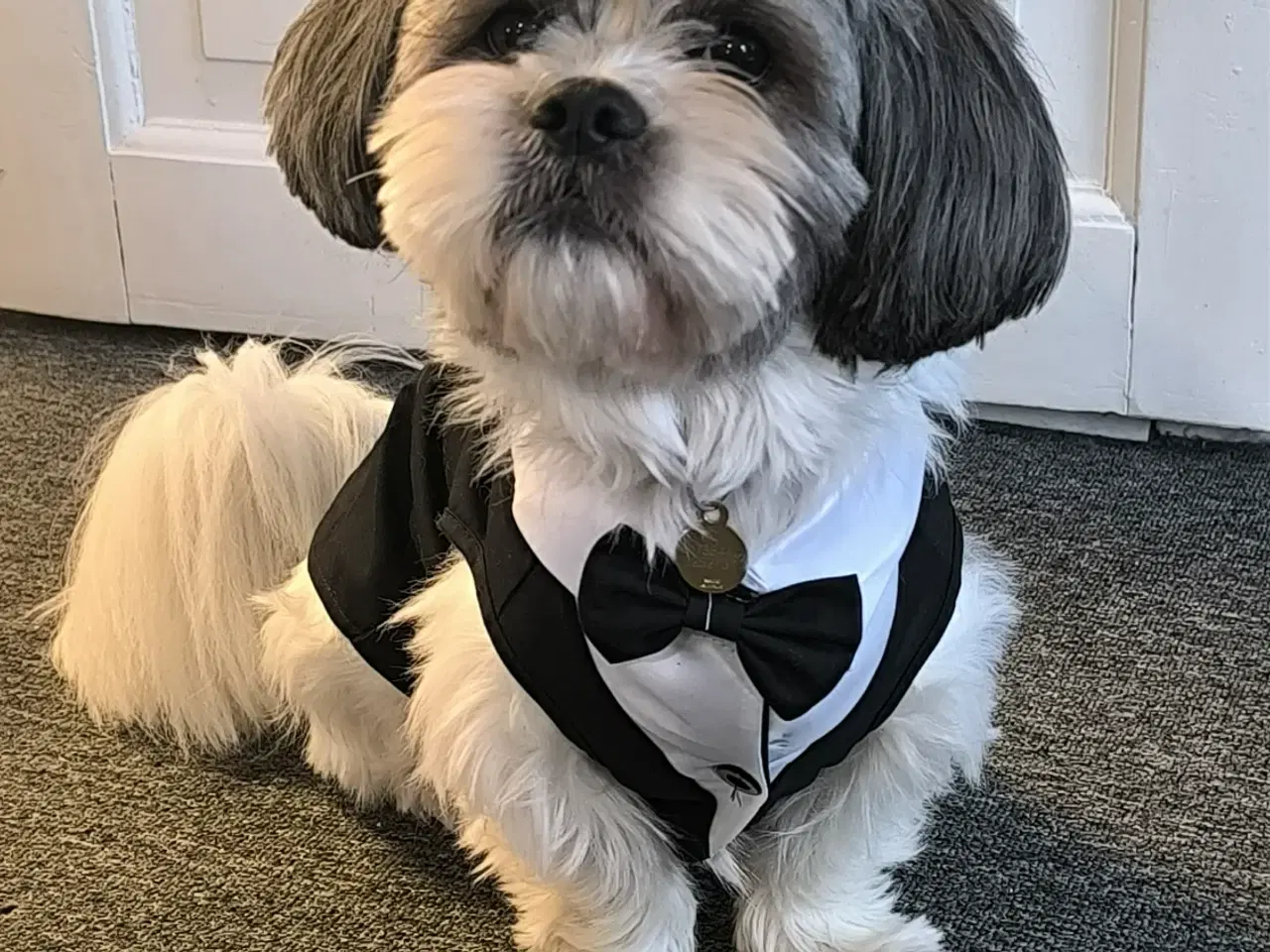 Billede 6 - Skønneste basse