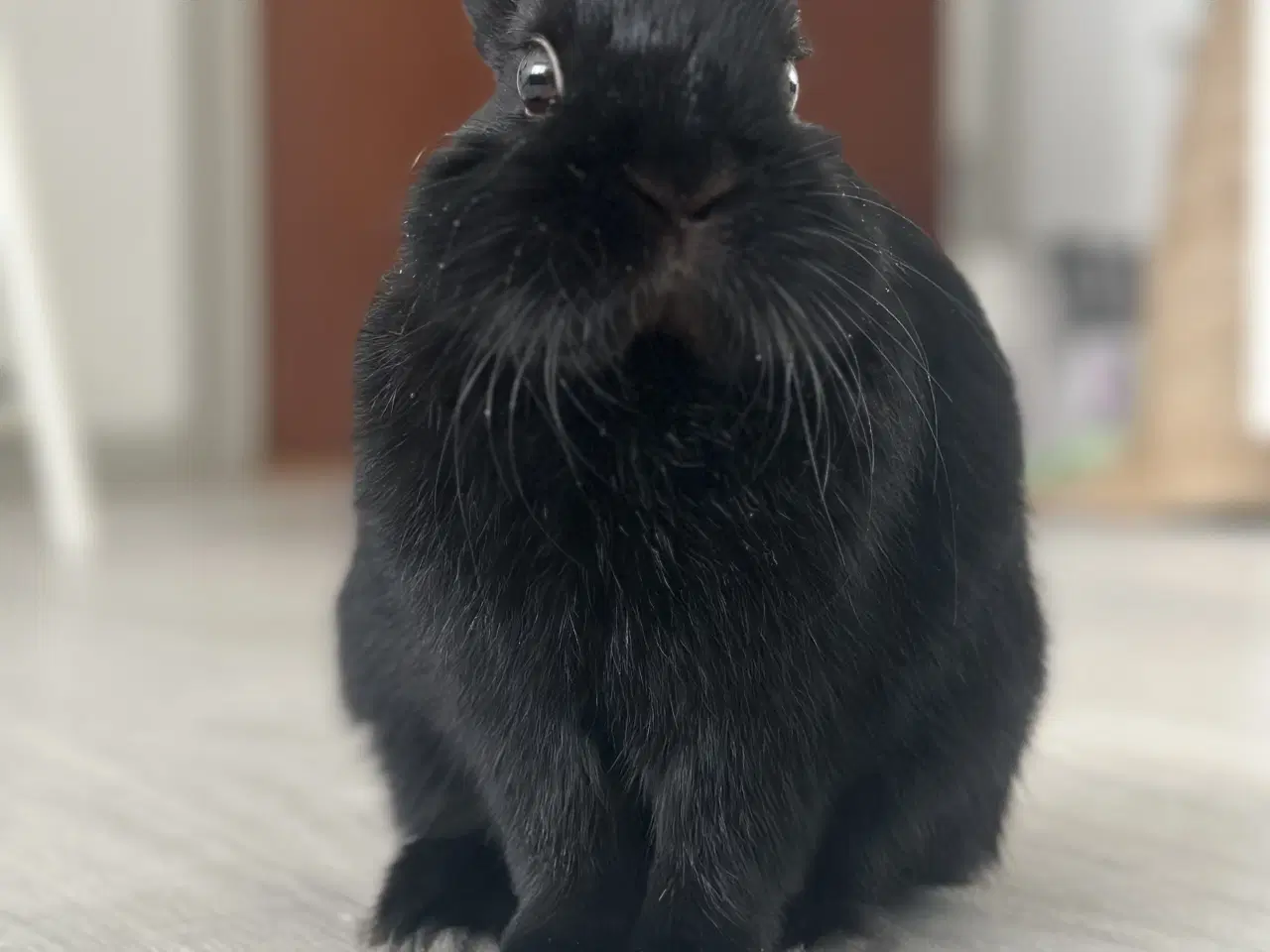 Billede 2 - Na’vi søger nyt kærligt hjem