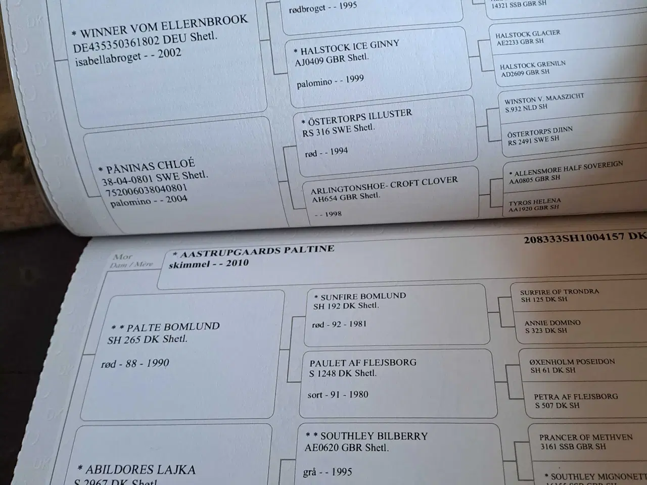 Billede 6 - Shetland m stambog 