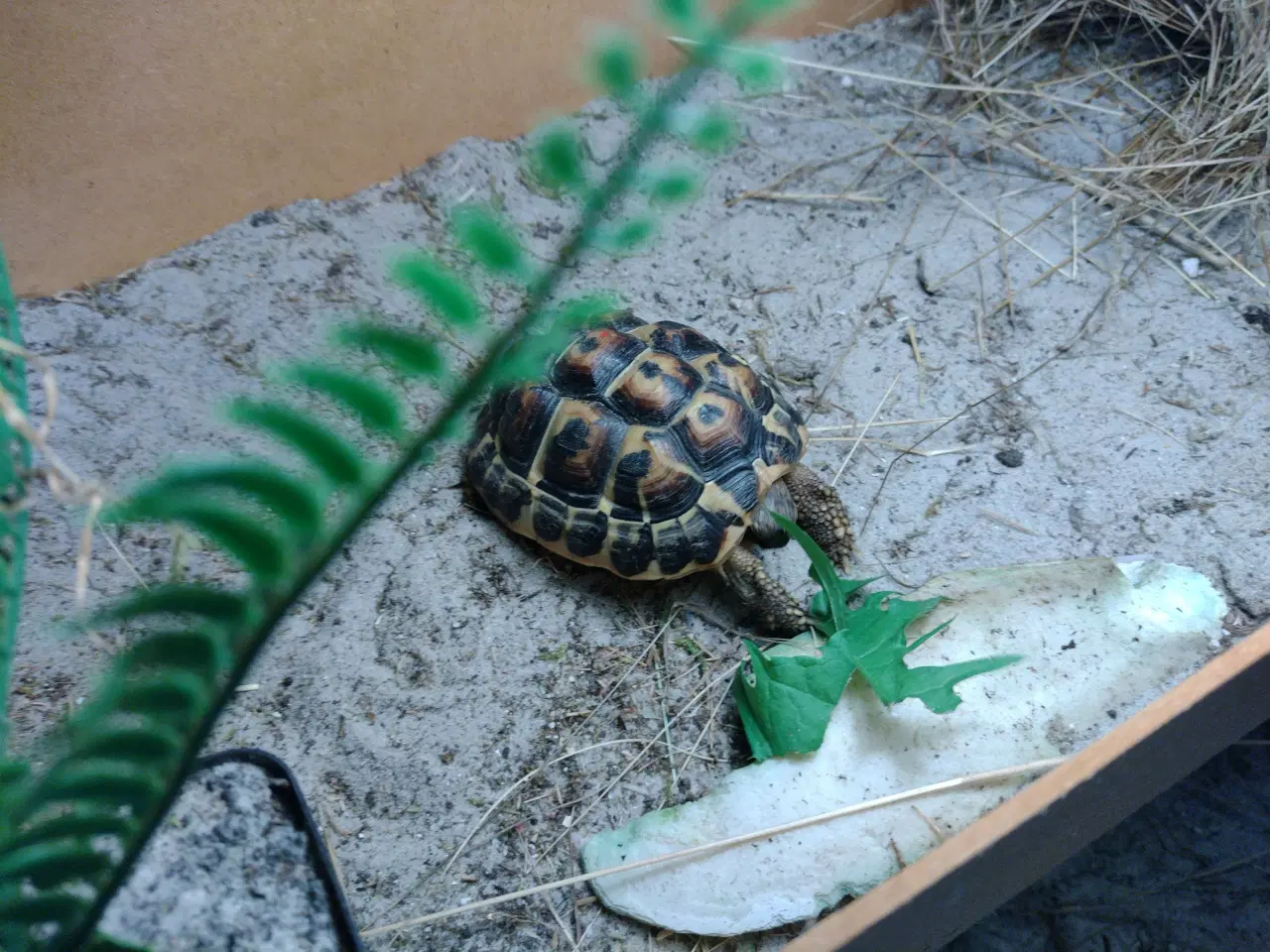 Billede 3 - Sund og Rask græsk skildpadde fra 2018 købes