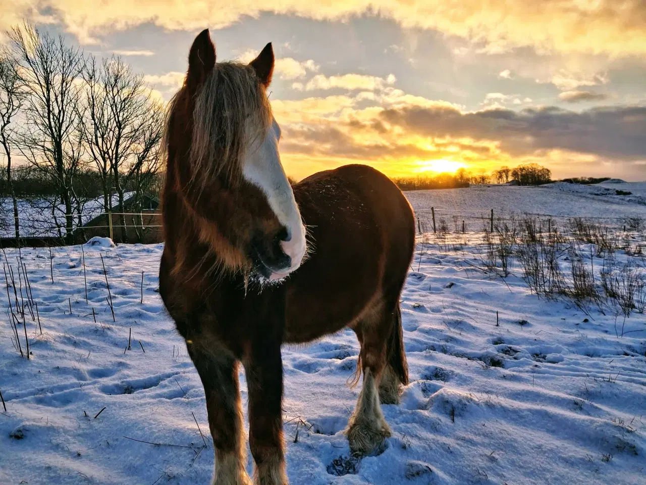 Billede 6 - Super skøn og velgående vallak