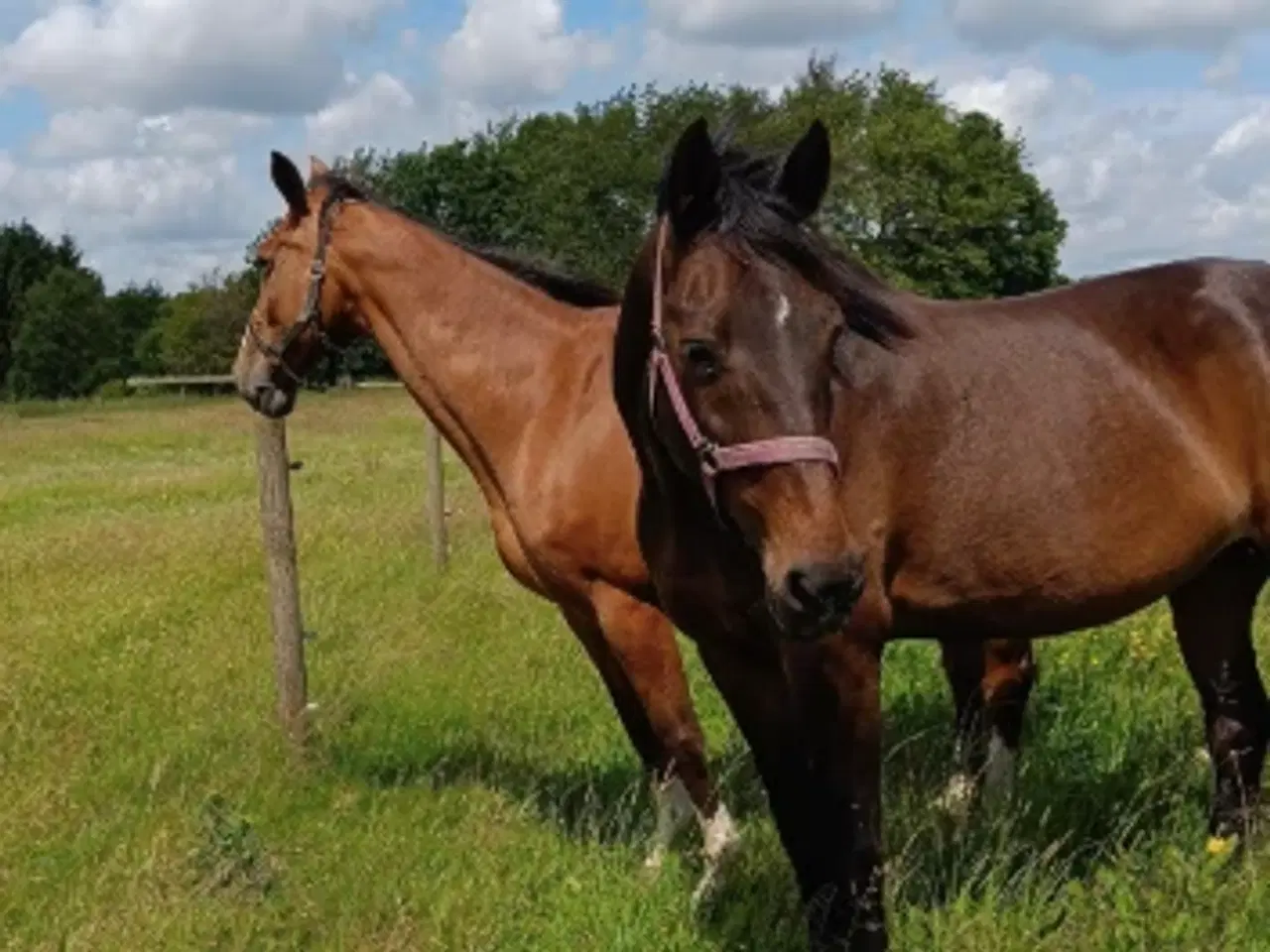 Billede 2 - Hoppe efter Ukato/Lupicor 