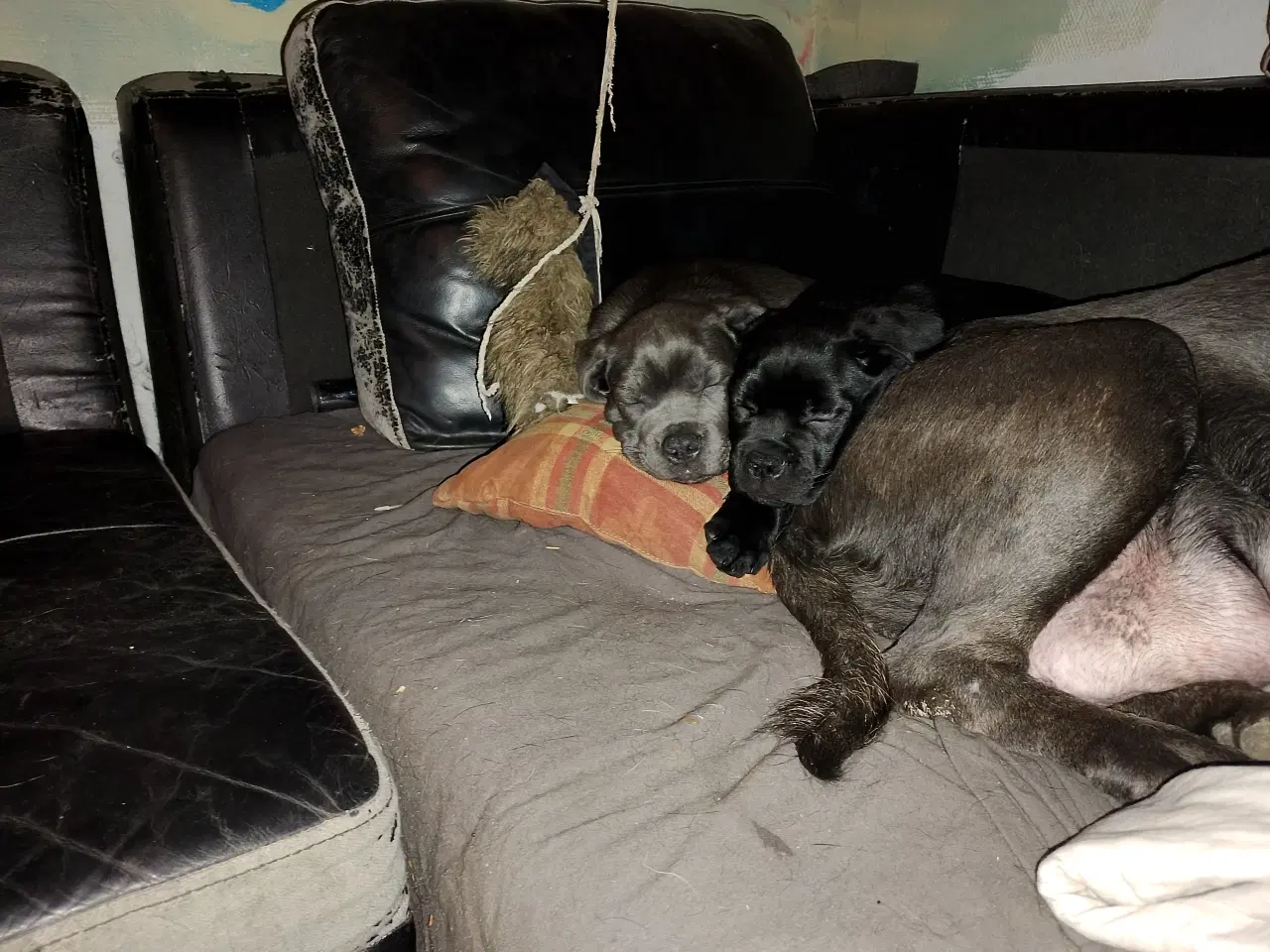 Billede 4 - Cane Corso hvalpe med de sødeste blå øjne 