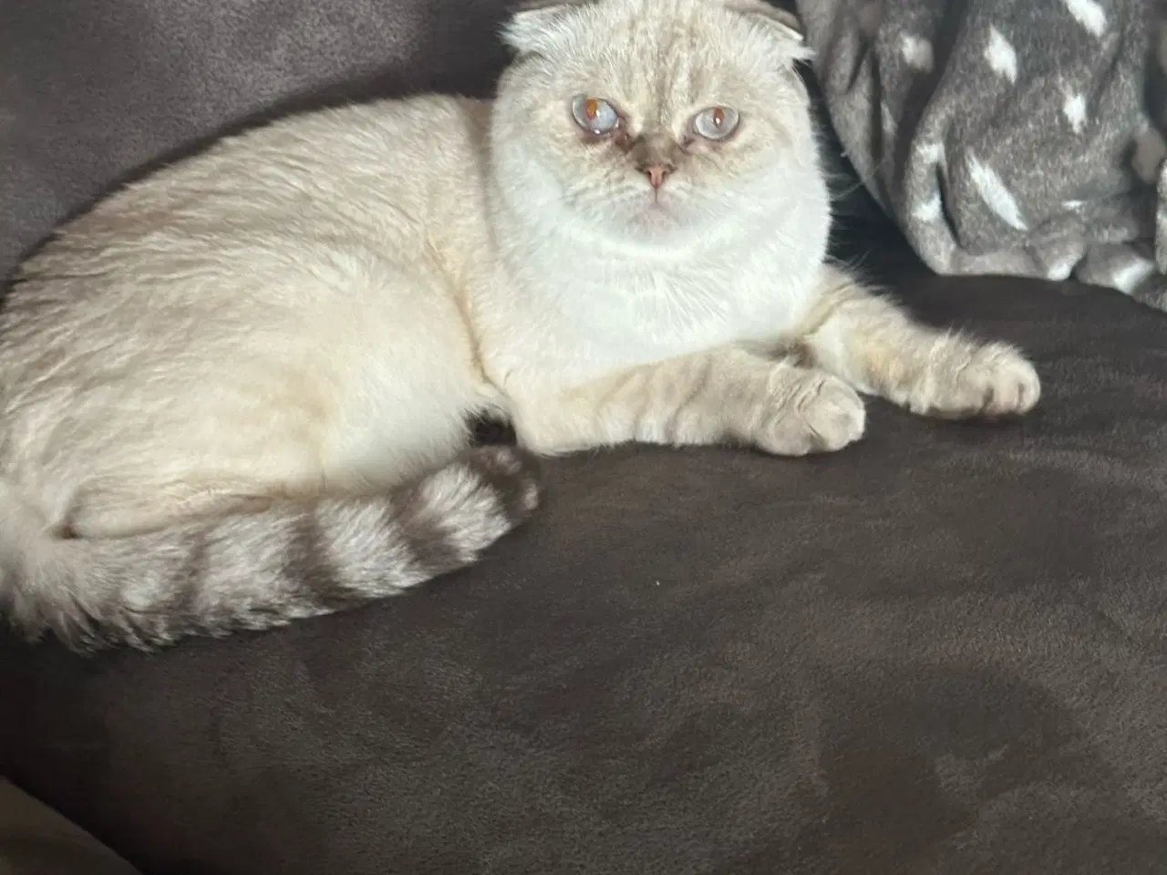 Billede 2 - Scottish fold lynx point 