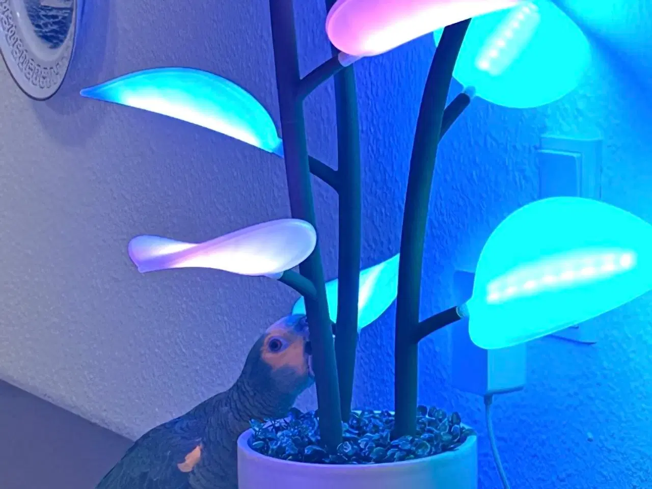 Billede 2 - Fluora led plante 