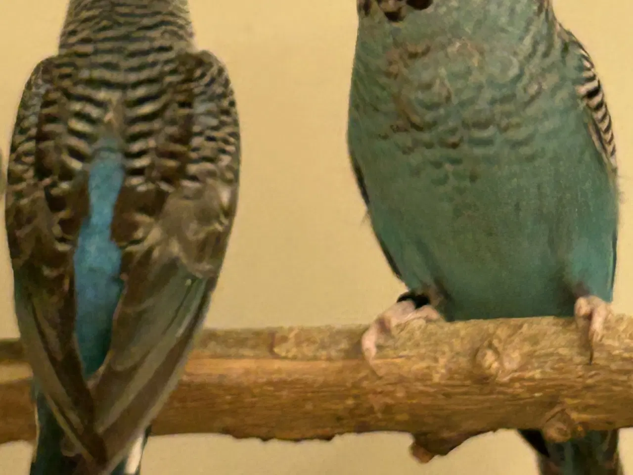 Billede 8 - Blackface undulater 