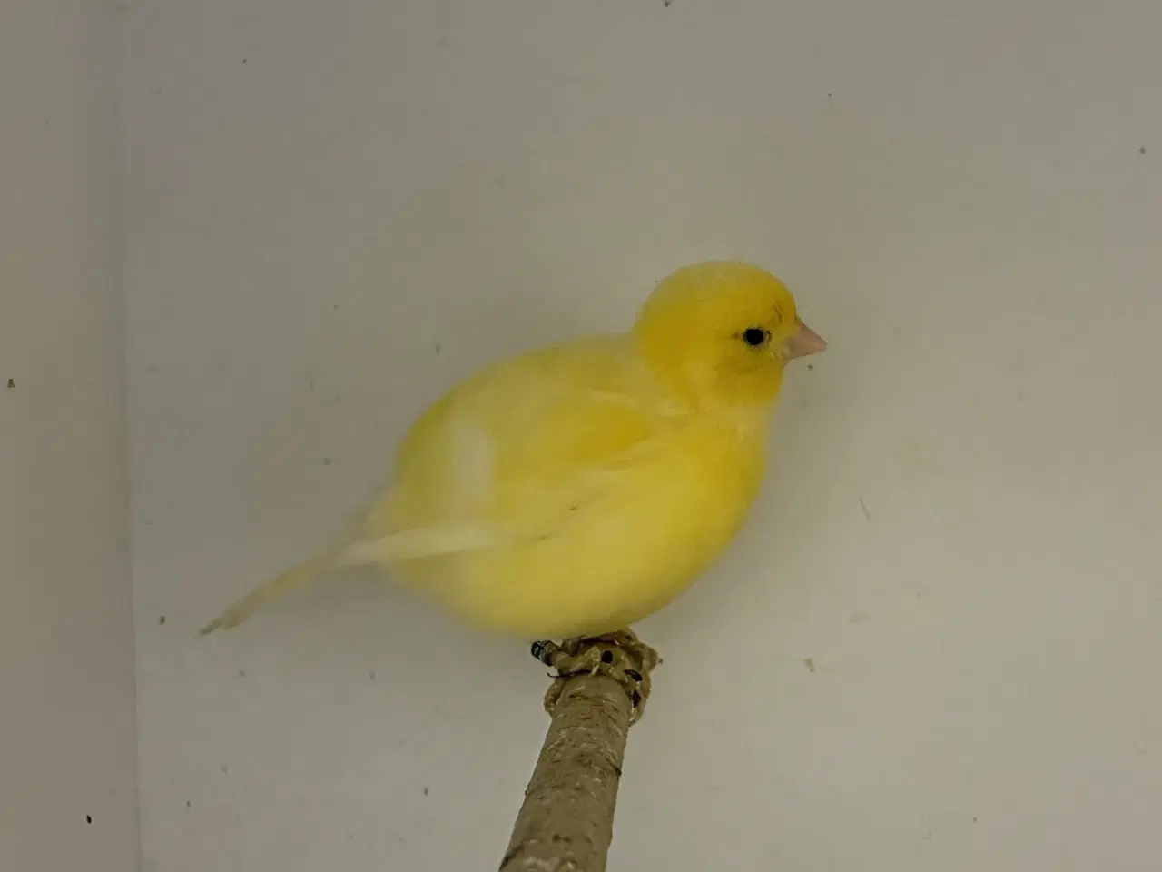 Billede 1 - Fife Fancy