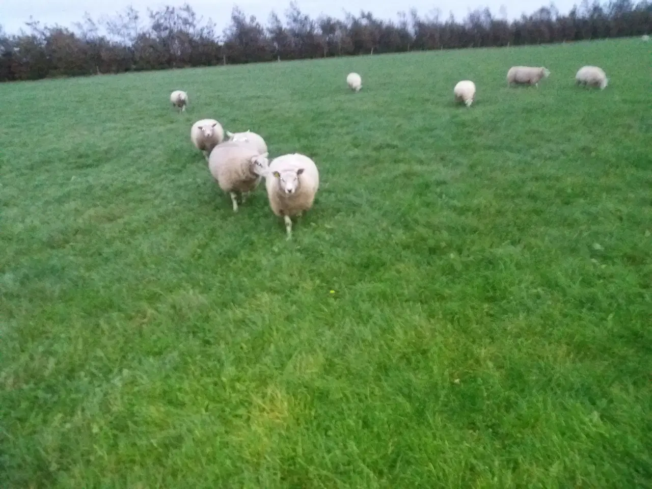 Billede 1 - gratis uld fra får
