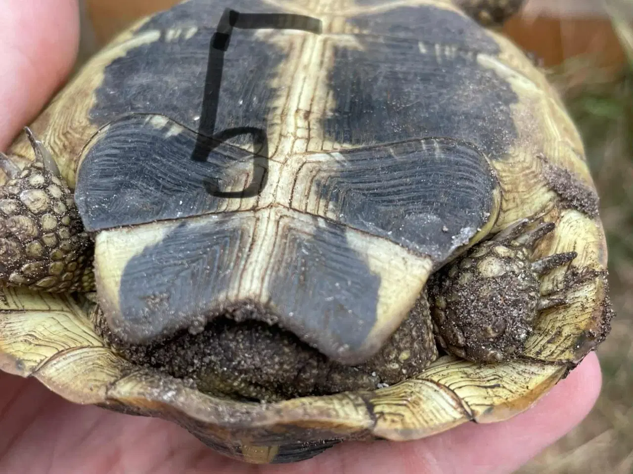 Billede 8 - Skildpadder, Græske landskildpadder 7-9 år