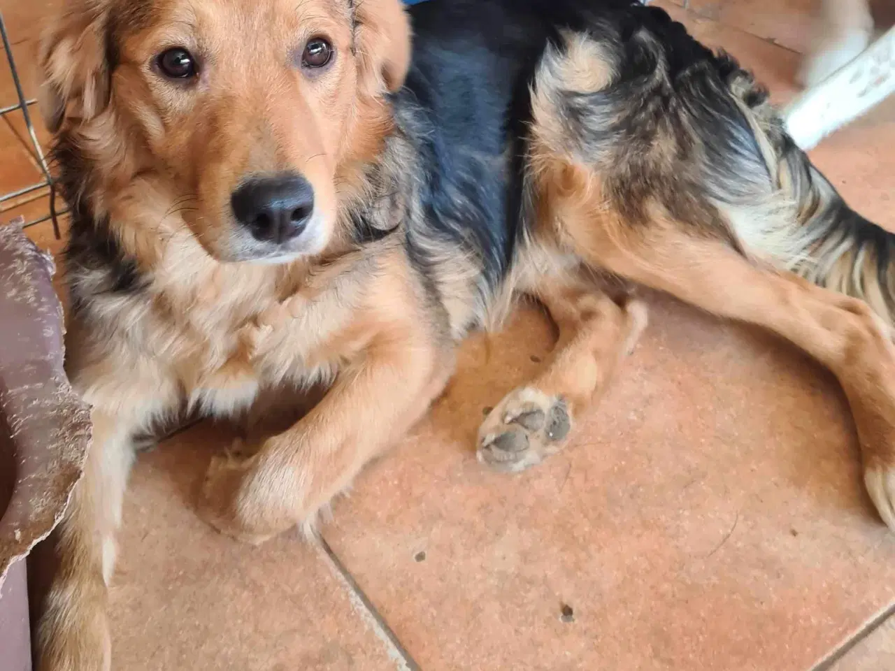 Billede 9 - Frodo til adoption! 🩵