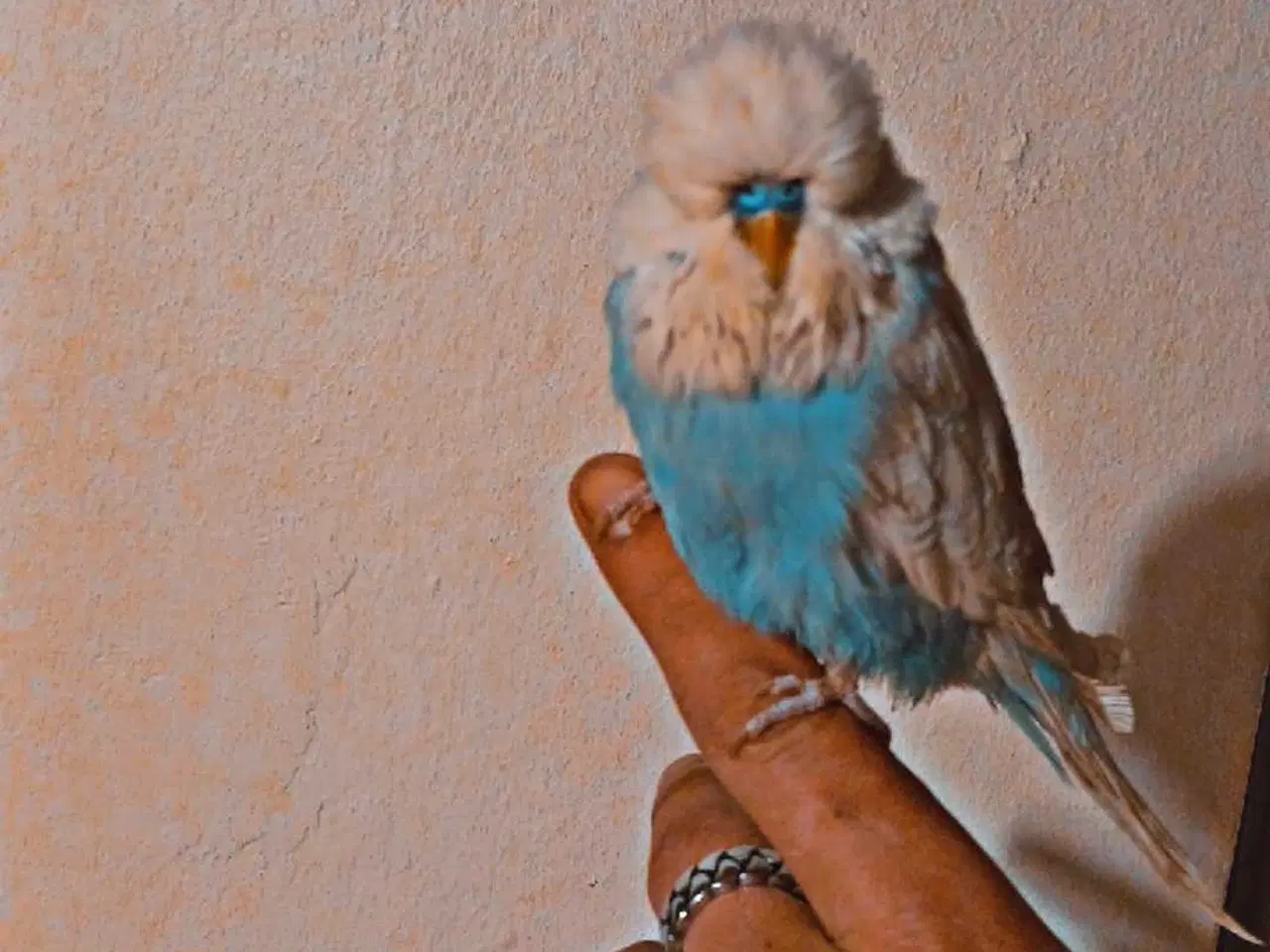 Billede 1 - Fin engelsk undulat han