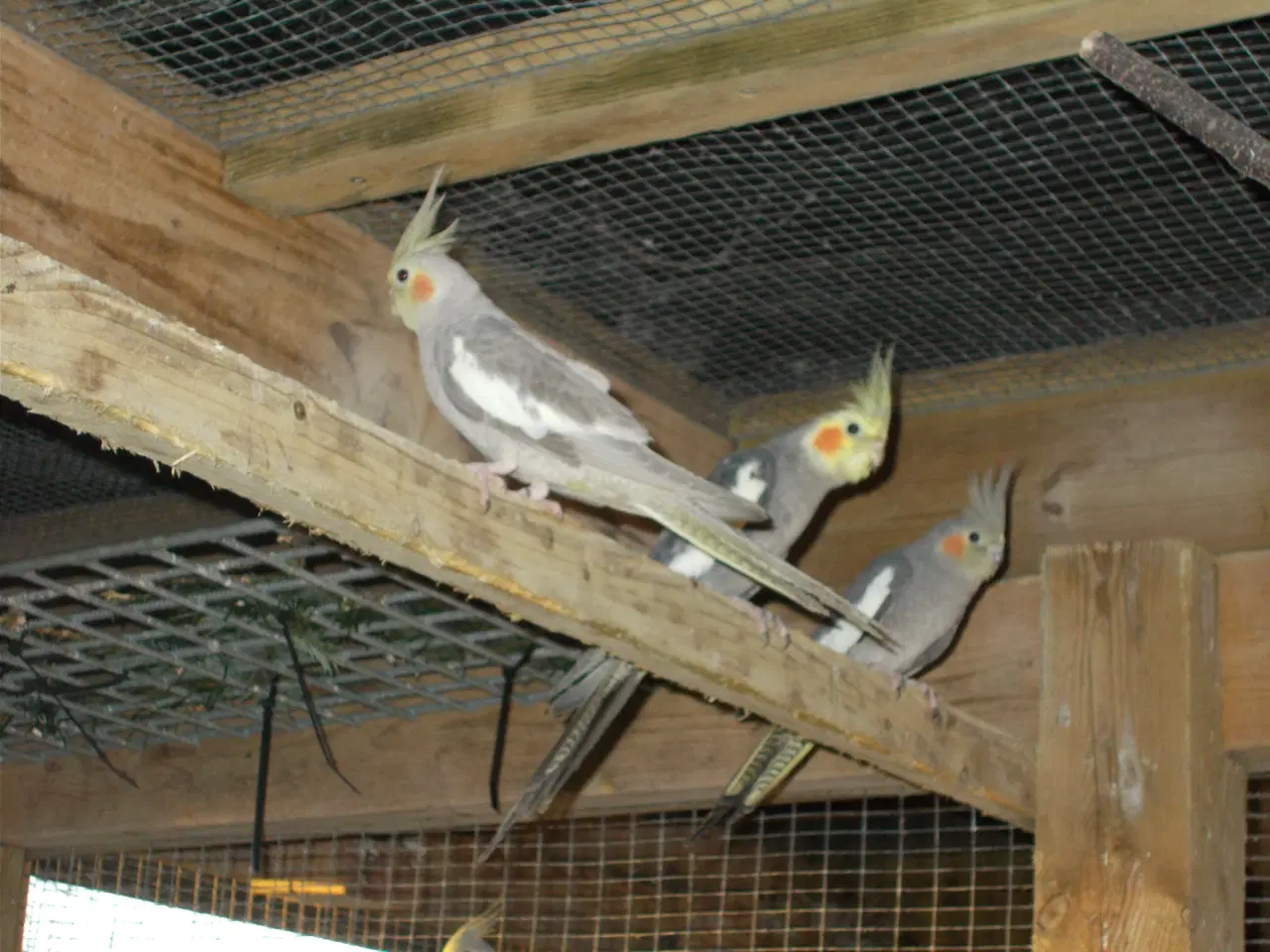 Billede 1 - Nymfeparakit  unger fra 2025