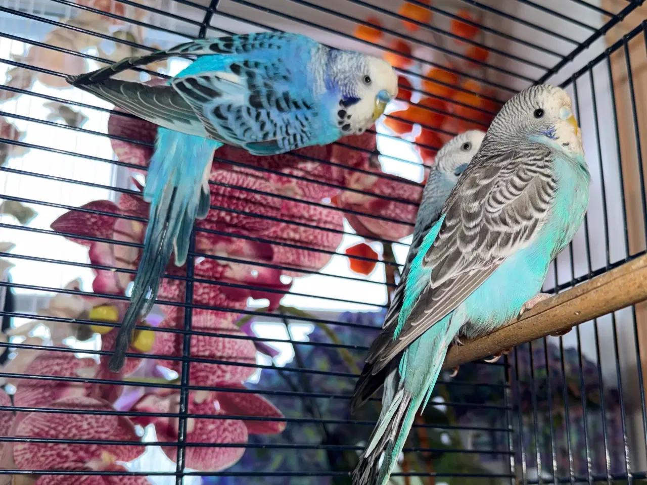 Billede 12 - Australske undulater 