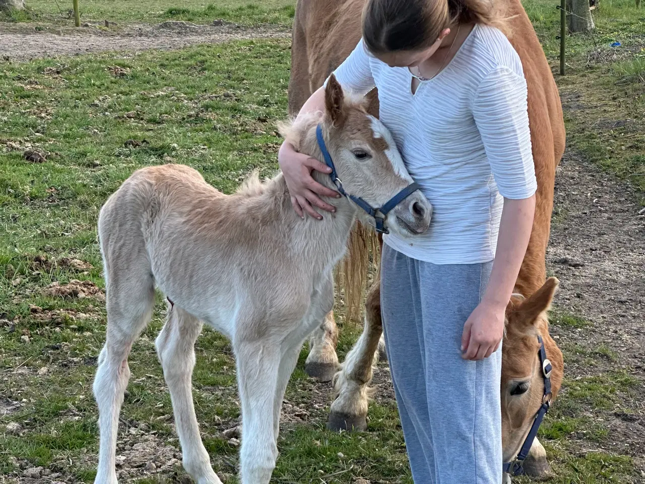 Billede 4 - Haflinger hoppe føl 