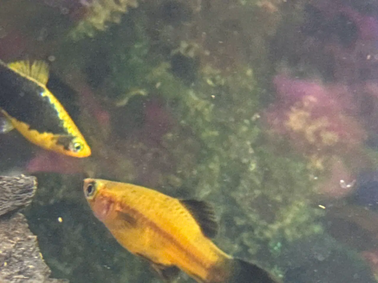 Billede 4 - Akvarium med fisk rejer og tilbehør