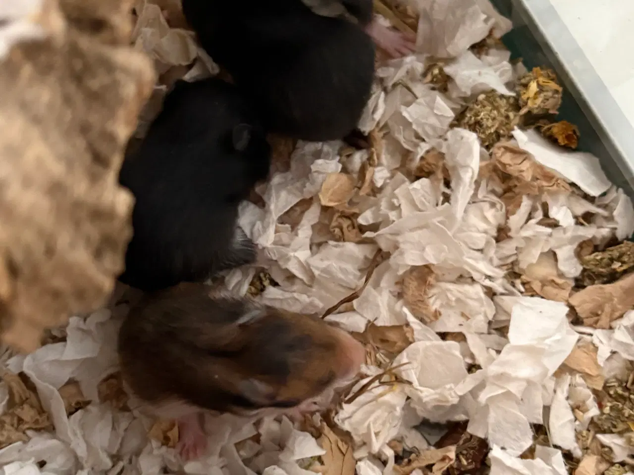 Billede 2 - Guldhamster
