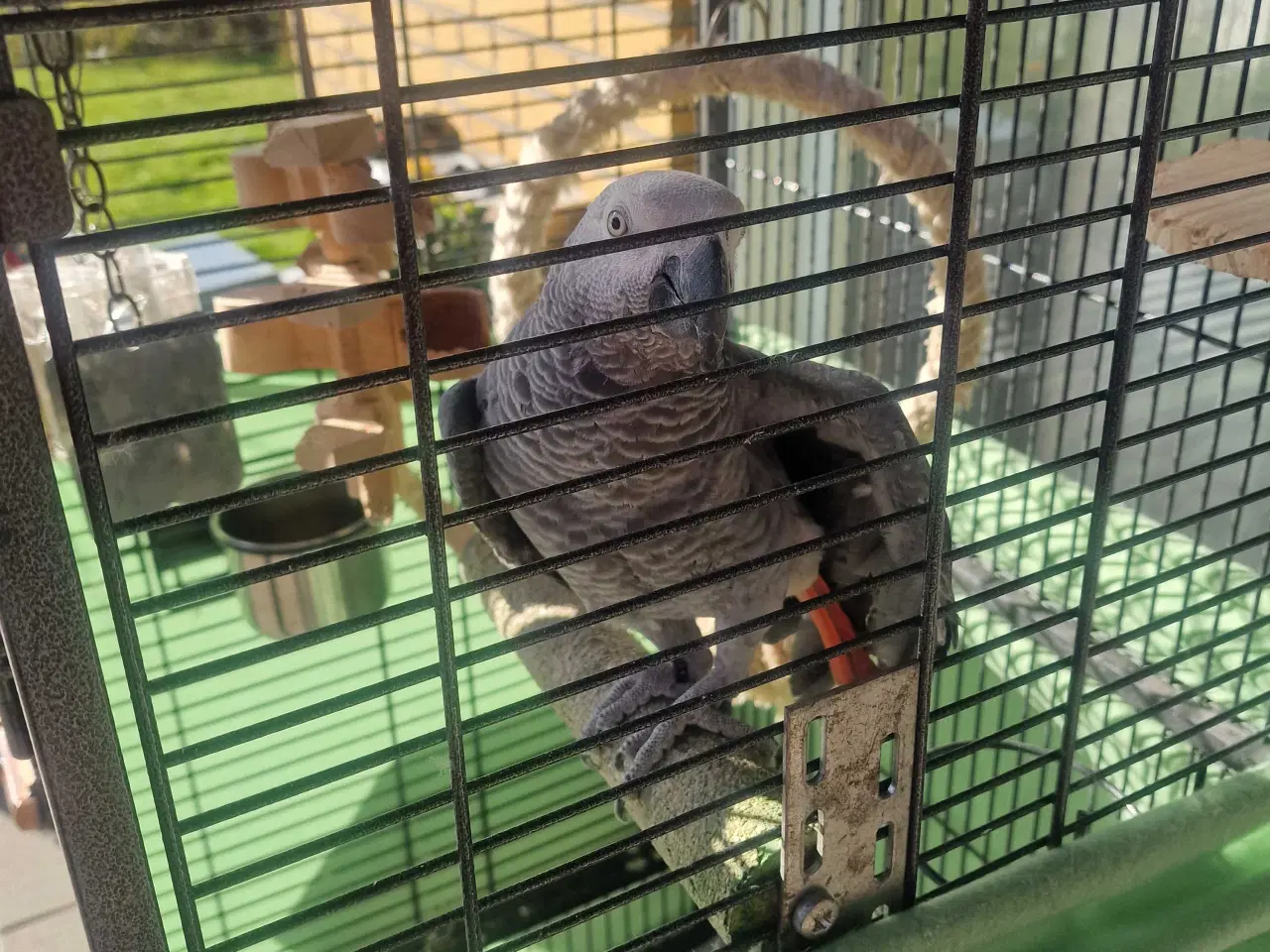 Billede 3 - Grå jaco 1 år med papir 