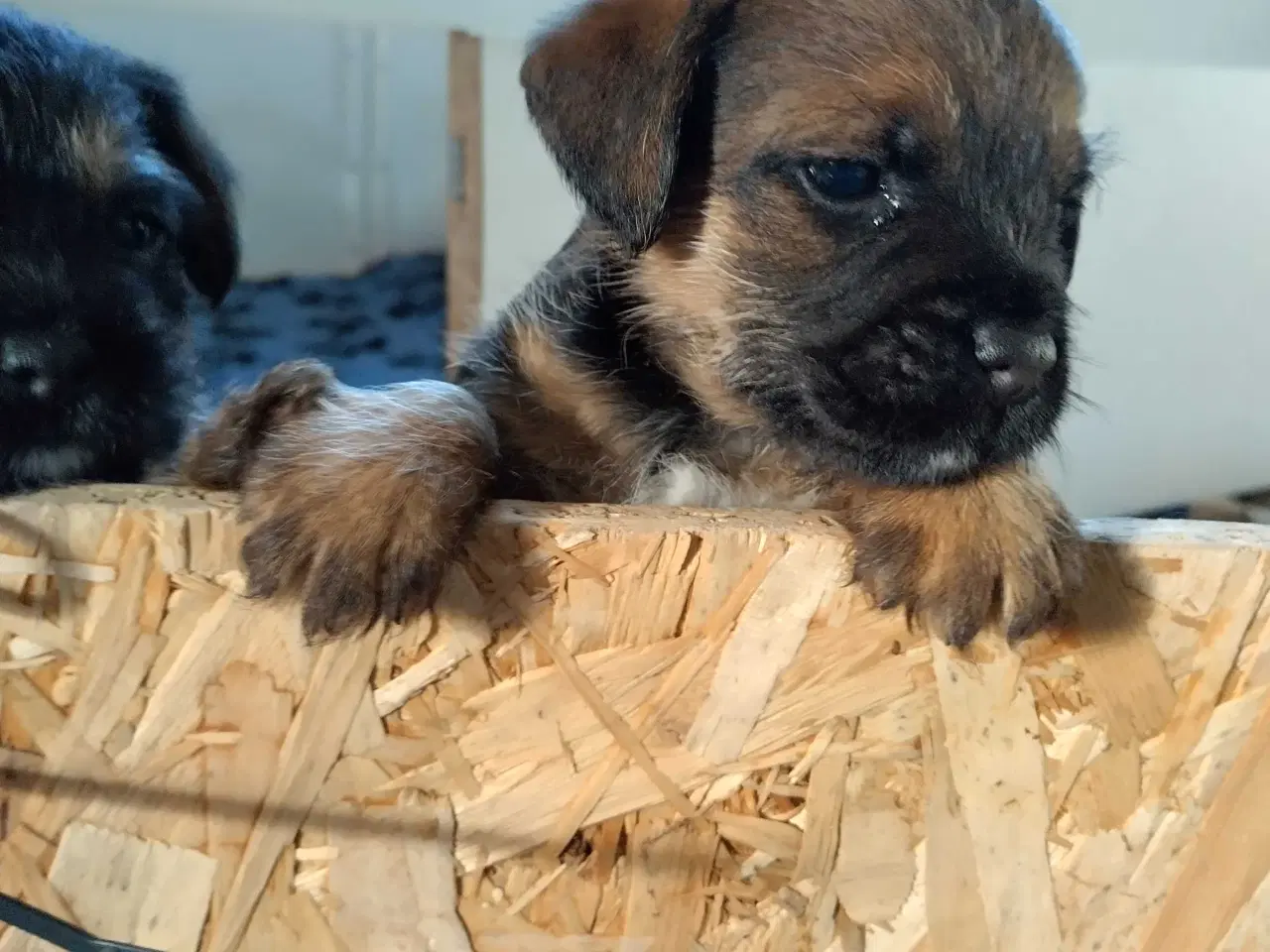Billede 6 - Border Terrier hvalpe