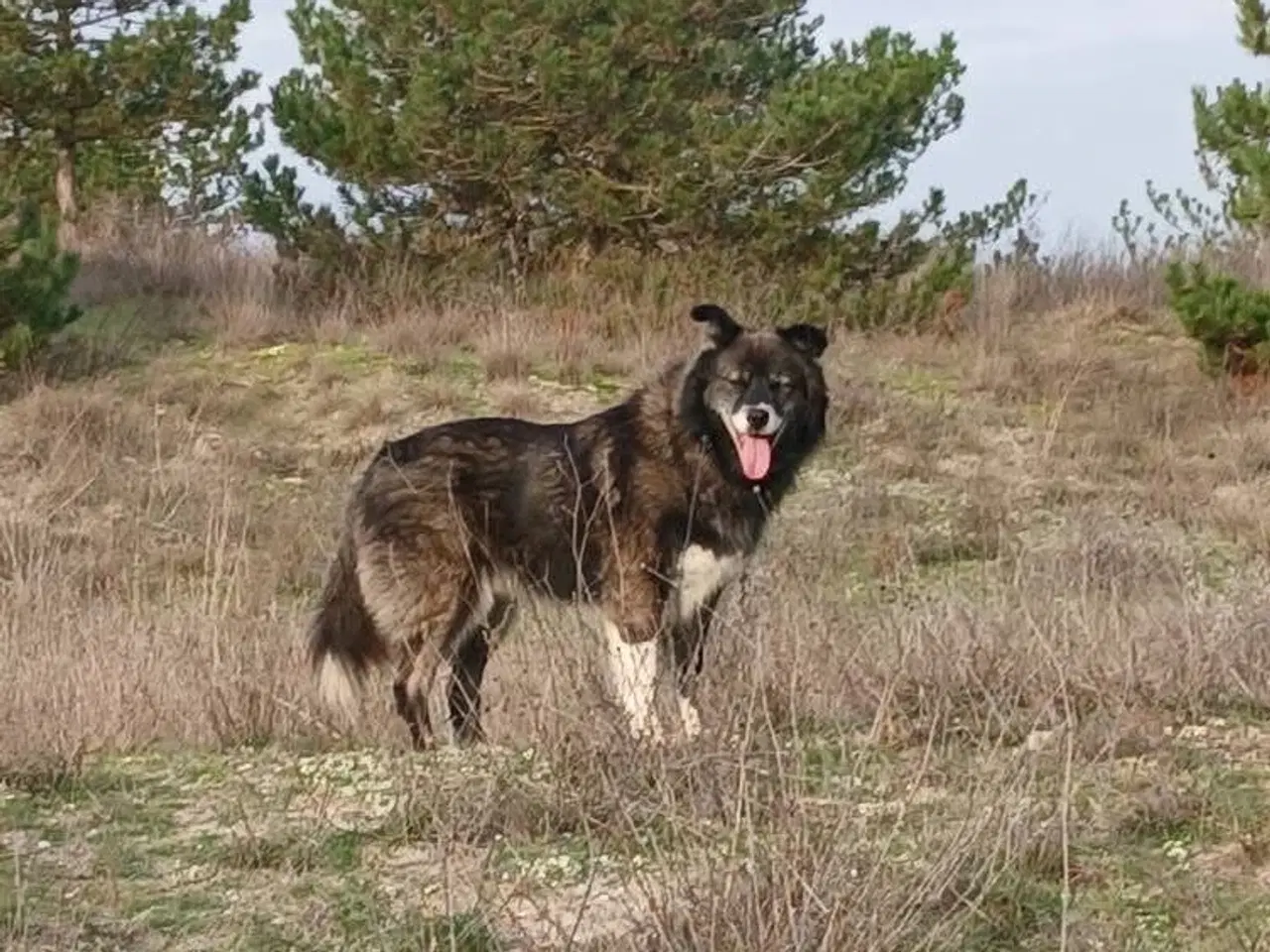 Billede 11 - Vidunderlige Viva søger sin helt egen familie 💝🫶