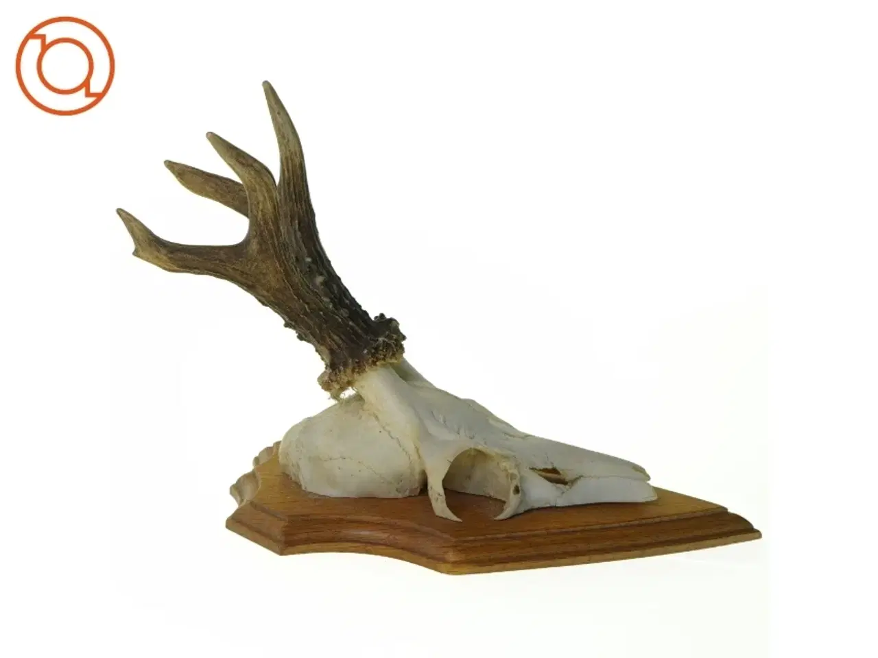 Billede 2 - Gevir (str. 21 x 13 x 18 cm)