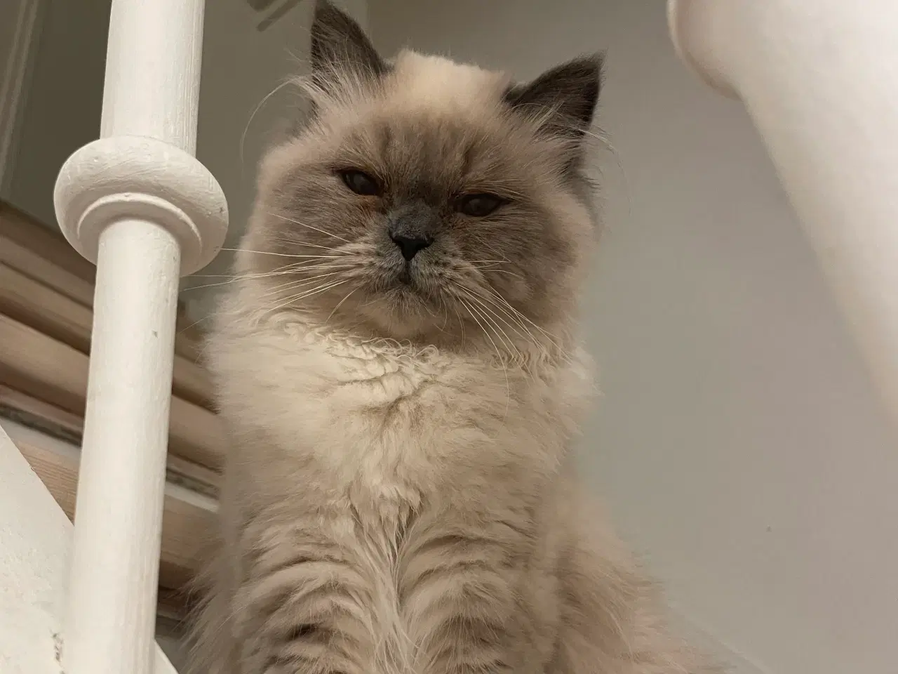 Billede 4 - Ragdoll