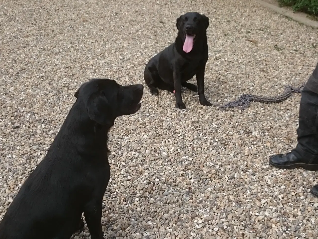 Billede 3 - Labrador hvalpe 