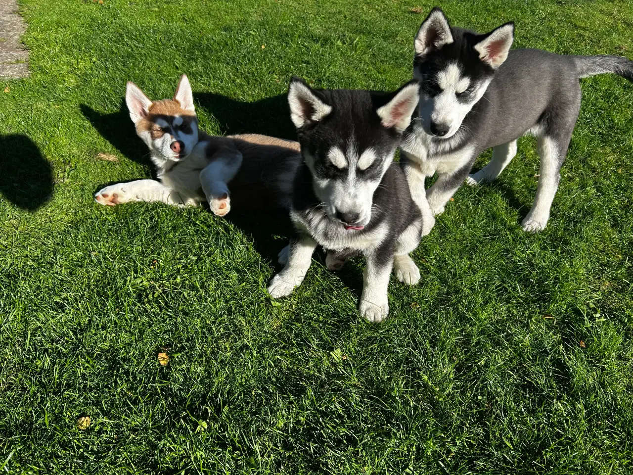 Billede 10 - Din nye husky ven venter på dig