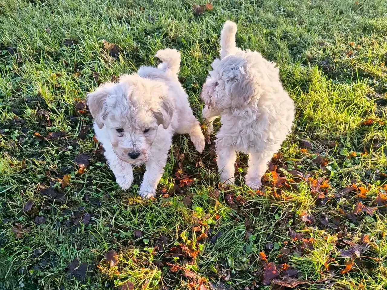 Billede 3 - Mellem puddeler tæver 