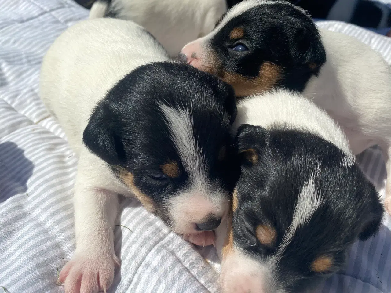 Billede 3 - Dansk-svensk gårdhund