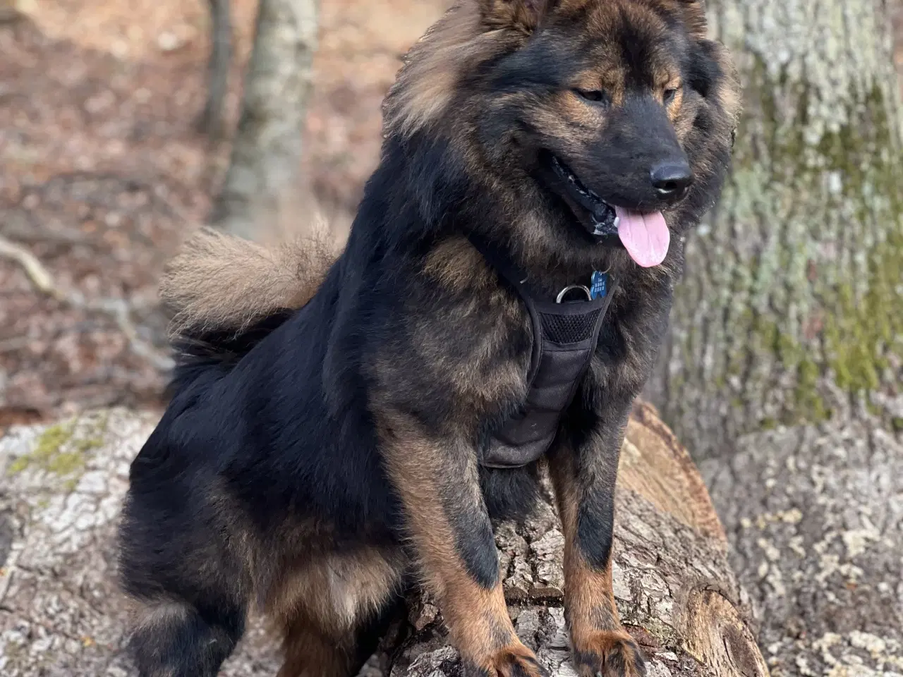 Billede 4 - Eurasier Hunde avl/parring 