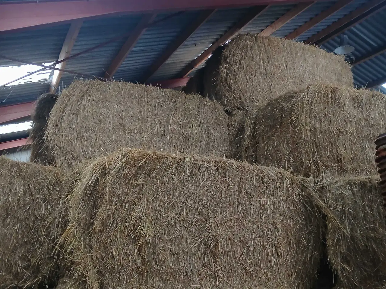 Billede 1 - Strandsvingel/hø