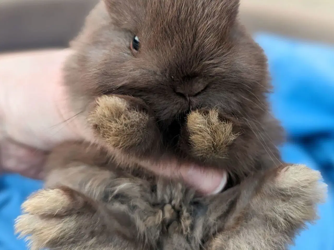 Billede 6 - Hermelin/minilop kaninunge