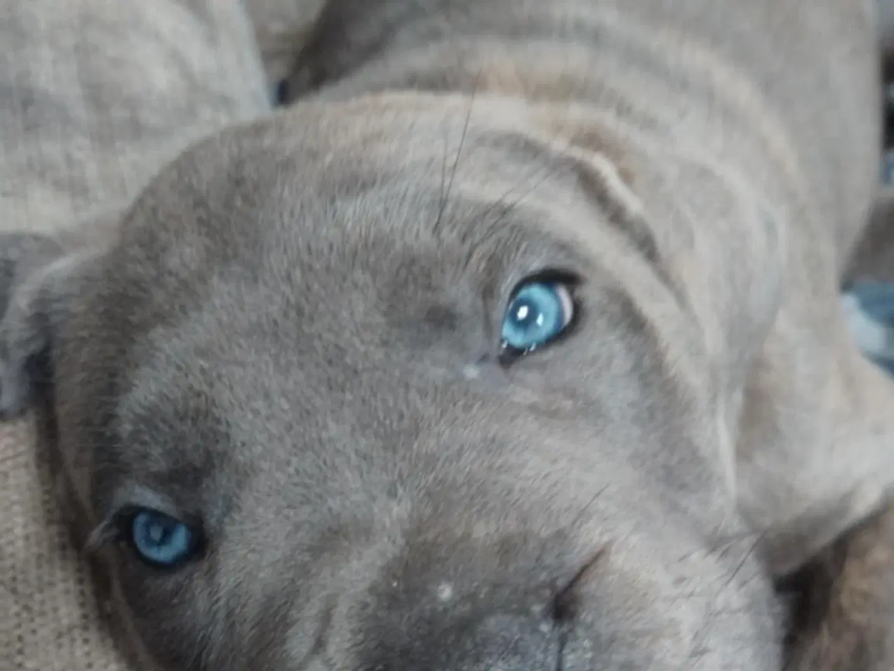Billede 20 - Cane Corso Italiano hvalpe